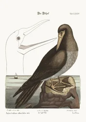 The Booby, 1749-73